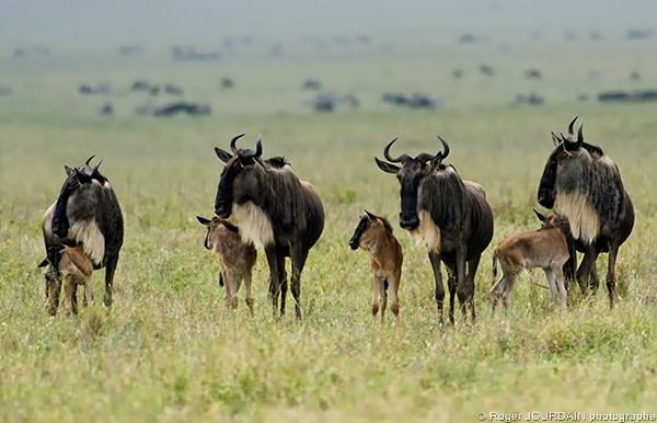 The Great Wildebeest Migration - Calving Season - Only valid Dezember until March